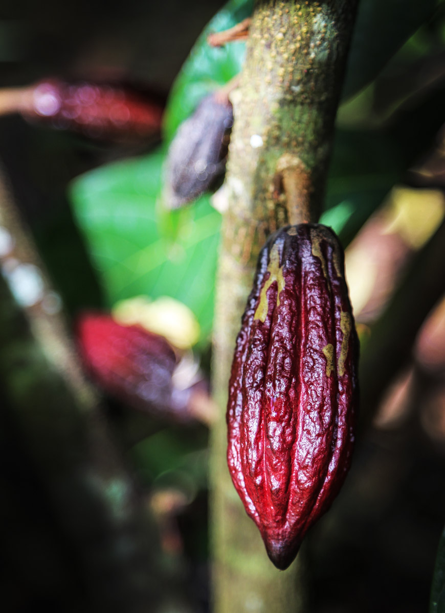 cacao-sourcing-parliament-chocolate-10