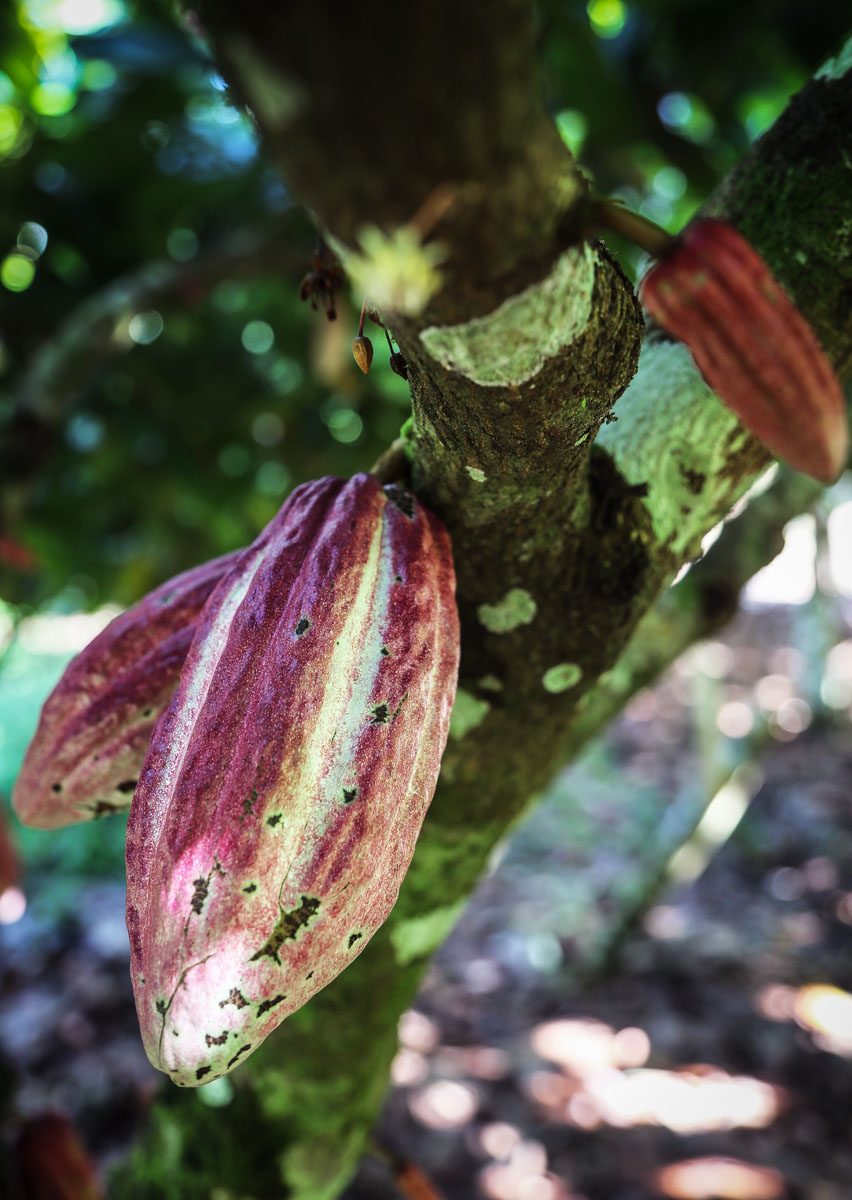 cacao-sourcing-parliament-chocolate-14