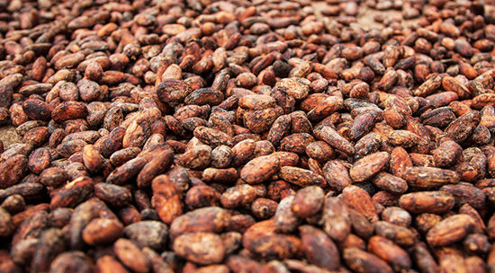 Cacao Sourcing: A First Hand Account
