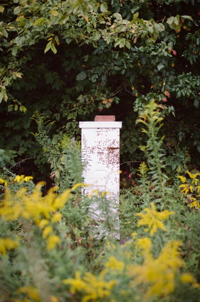 Saluting the Honeybee - Life & Thyme