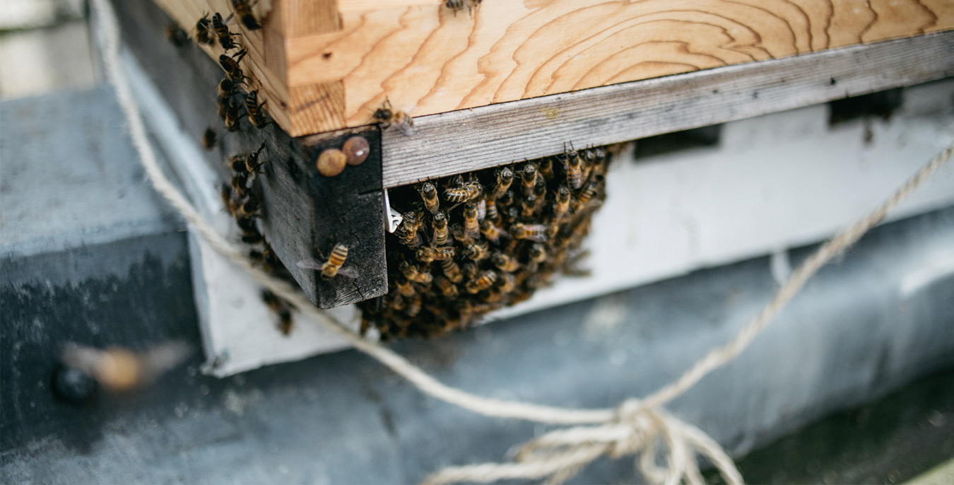 Flavors of a City: The Urban Beekeeper