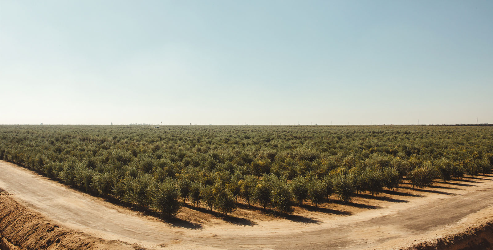 ENZO Olive Oil: The Gift of California Flavor