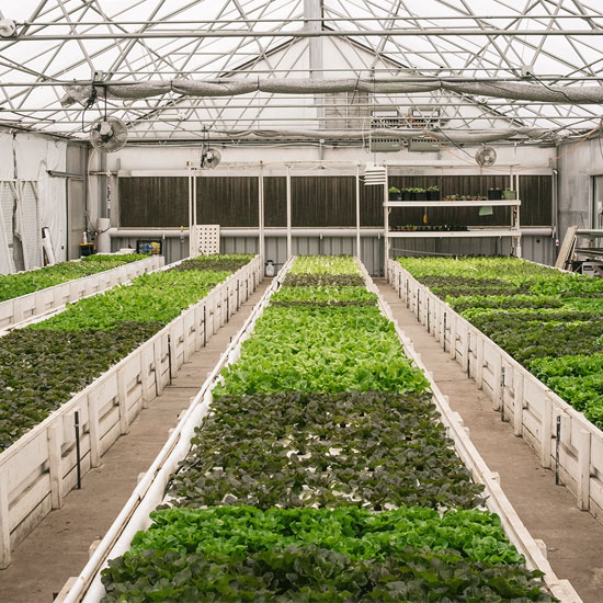 The GrowHaus’ Seeds of Change