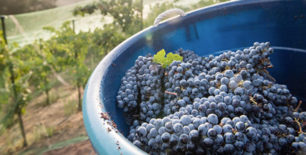 Southern California Couple Tackles Vineyard Planting