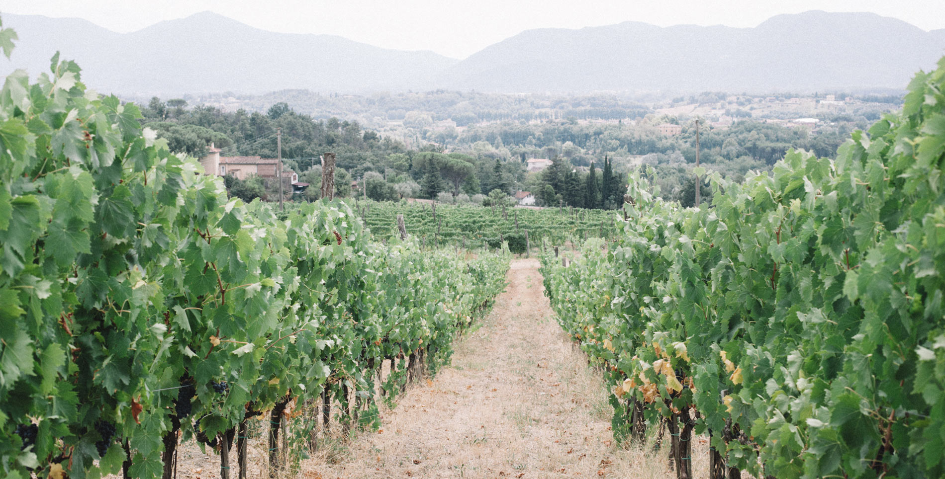 Tuscany Takes on Orange Wines
