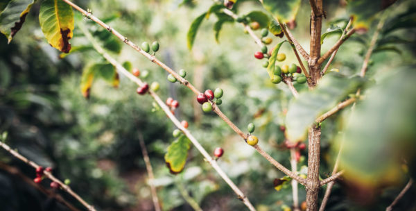The Birth of a Coffee Industry in California