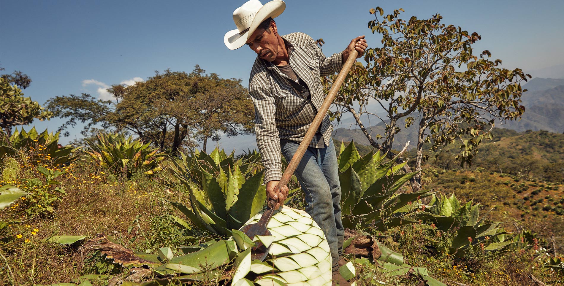 The Legacy and Ecosystem of Don Mateo Mezcal