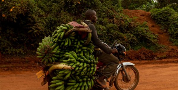How Recovering African Crops Could Address Lost Cuisine