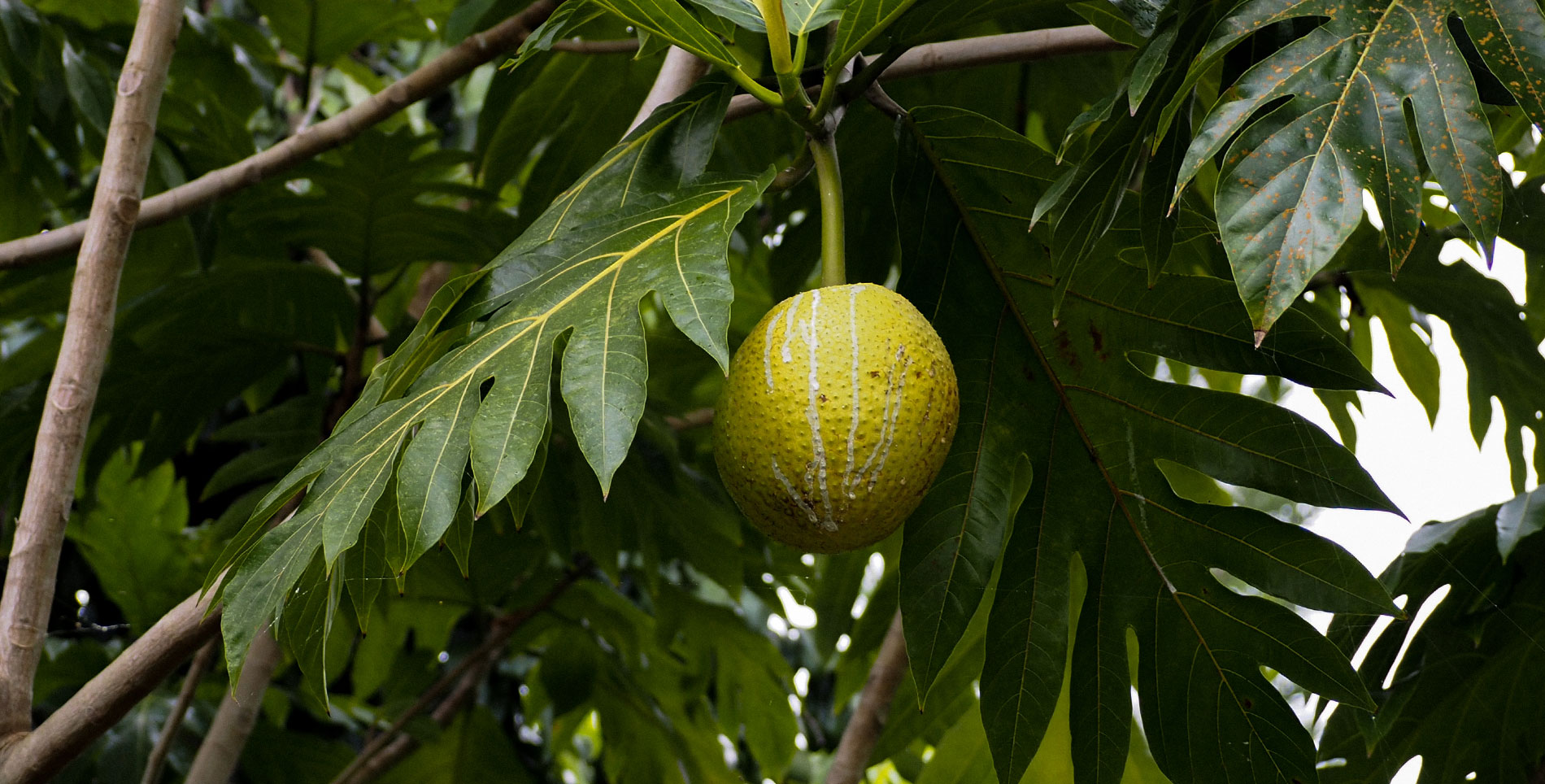 Hawaii’s Revival of Breadfruit Feeds the Future