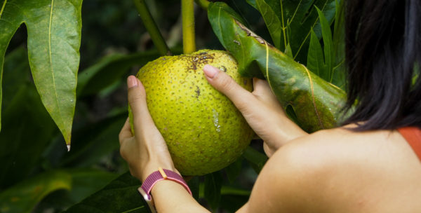 Can Breadfruit Help Solve Hawaii’s Reliance on the Mainland?