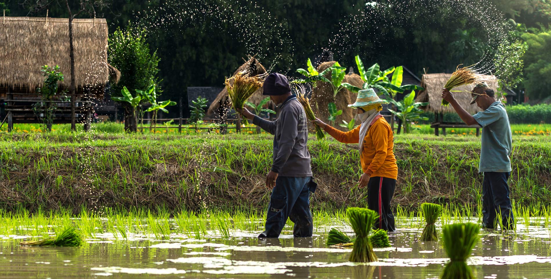 The Hidden Histories Of Broken Rice Life Thyme