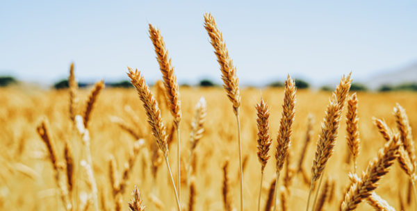 White Sonora Wheat Carries the Legacy of Native American Farming