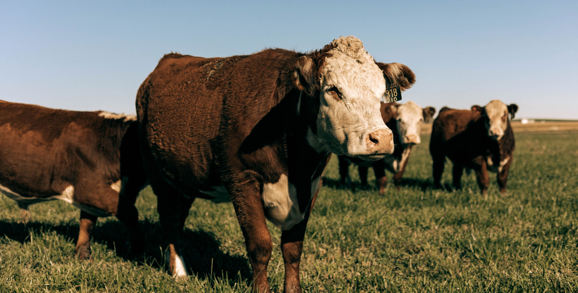 Making the Case for Regenerative Ranching