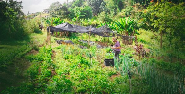 The Uphill Battle for Food Sovereignty in Puerto Rico