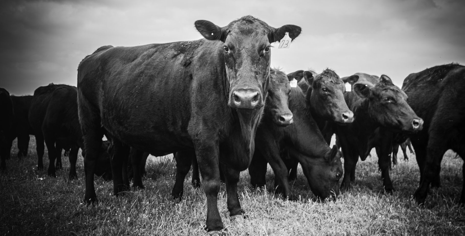 The New Generation of Black Cattle Ranchers