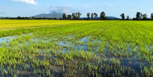 Historic Drought Threatens Future of Rice Farming in Italy